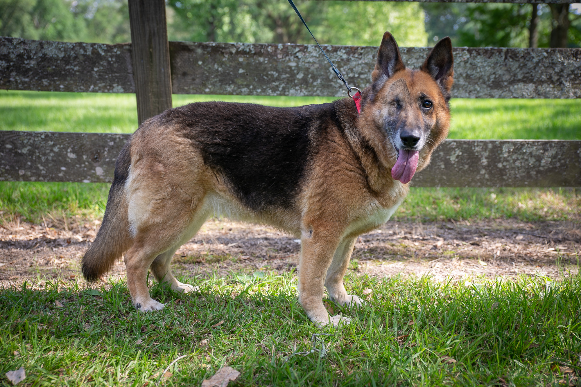 Samantha Dog Rescue Photo 2